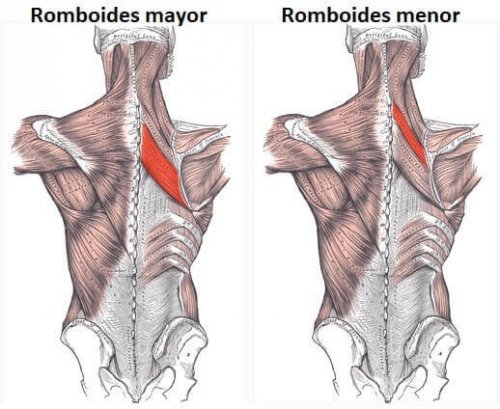 The major and minor rhomboid muscles anatomy