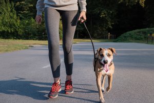 choose carefully where you will be jogging with your dog