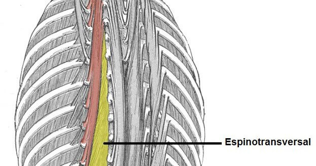 The spinal transverse muscles are very important for daily movement
