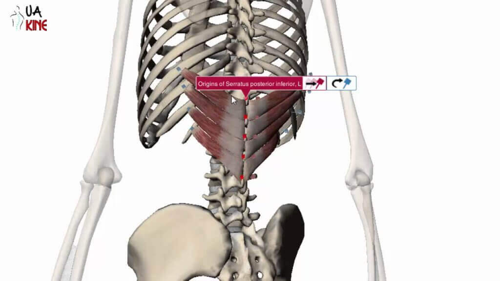 The serratus muscles are divided into lower and upper, depending on their location.