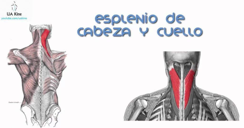 The back muscles need to be strengthened to avoid pain and injury.