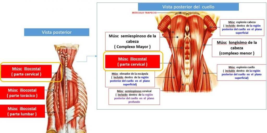 The iliocostalis muscle is one of the intermediates located in the back.