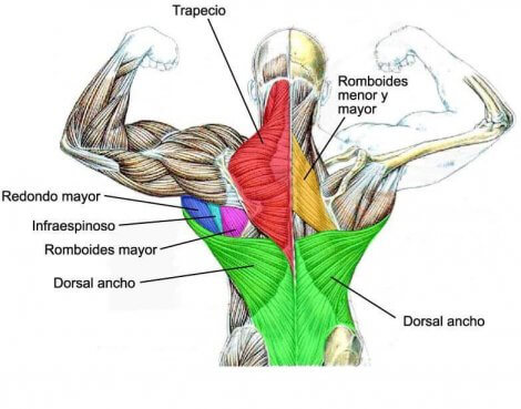 Anatomy of the Back Muscles - Fit People