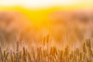 The Main Natural Sources of Beta-Glucans