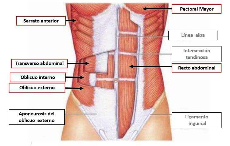 structure of the transverse abdominal muscle