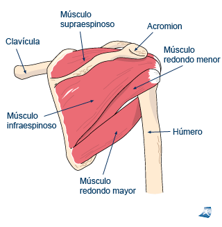 Rotator cuff injuries