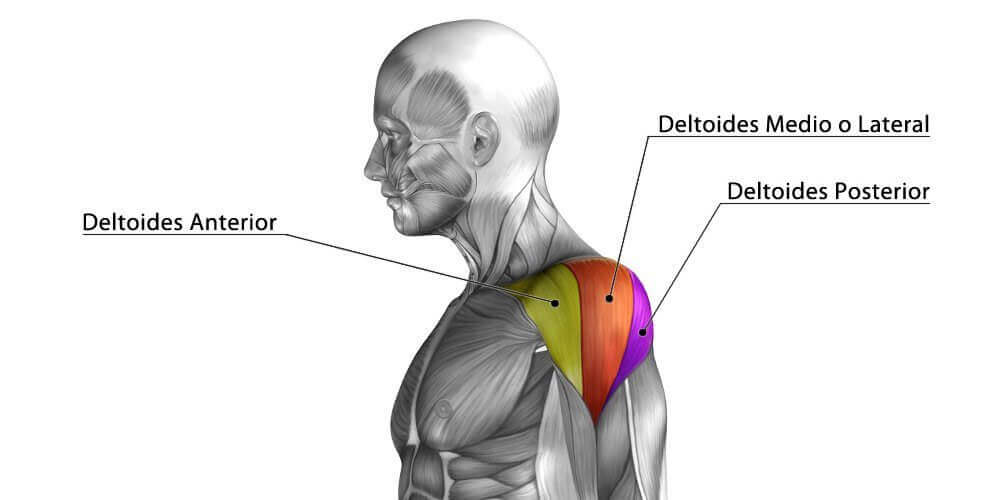 deltoid muscles fibers