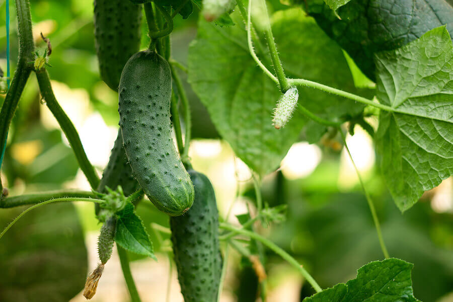 cucumbers consumption
