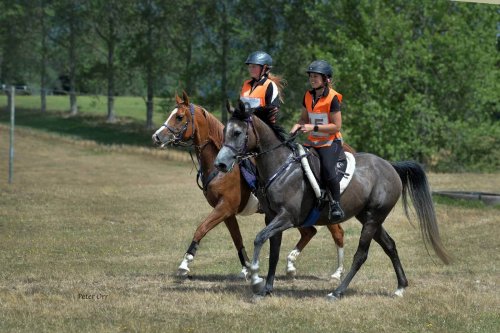 Endurance riding: an equestrian sport.