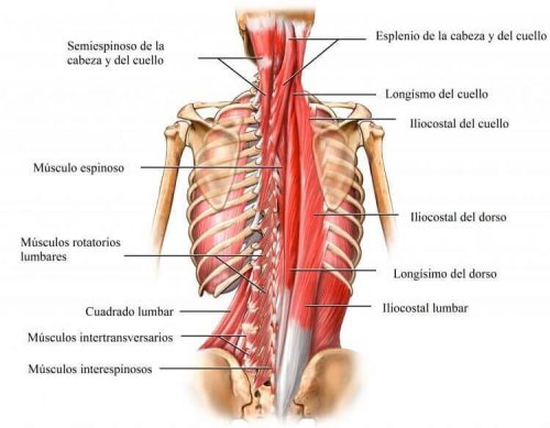 The erector spinae muscle consists of three muscles.