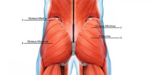 Ilustration showing the various gluteal muscles as described above in the text