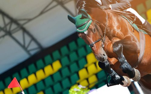 A horse on a show jumping competition.
