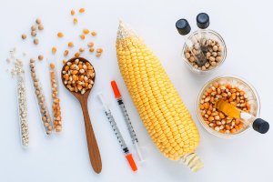 Are Genetically Modified Foods Safe?