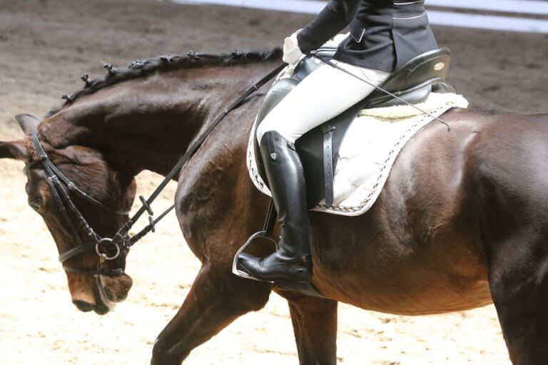 Legal Aspects of Horse Co-Ownership for Competitions
