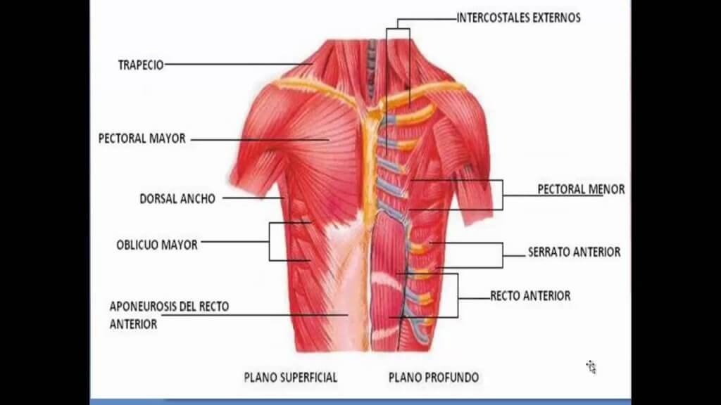 thorax abdominal thorax