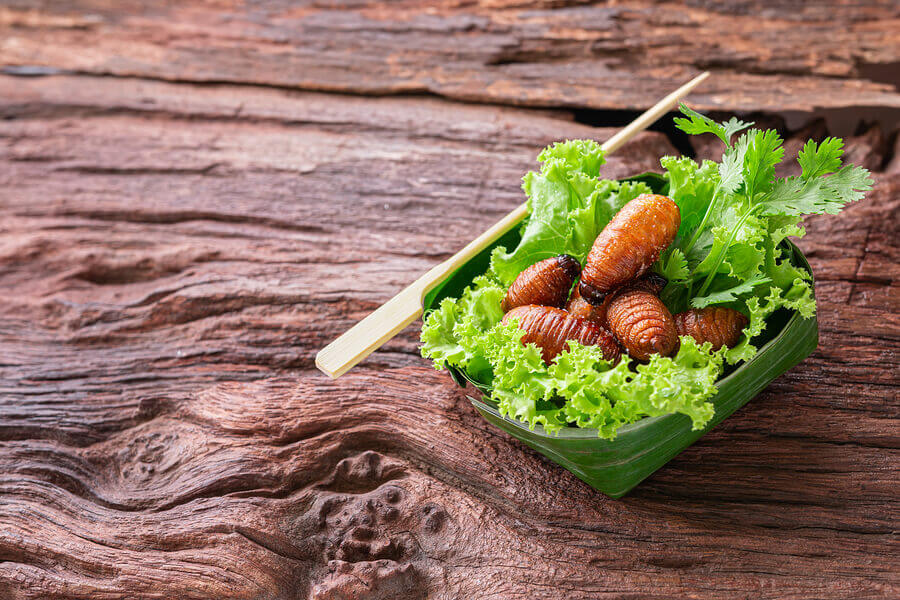 Insect Protein: An Alternative to Animal Protein?