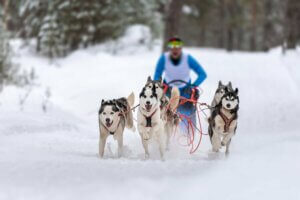 A person sledding with dogs.