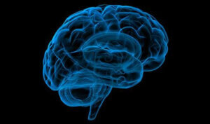 This is How Athletes' Brains Work