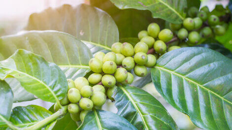 Green cofee beans before being harvested