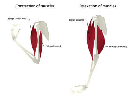 Anatomy diagram of the triceps muscle