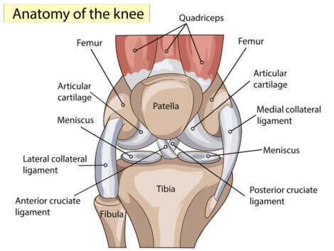 Anatomy of the knee: ligaments and tendons.