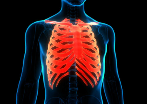 The ribs in the human body.