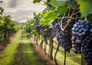 Grape vineyard