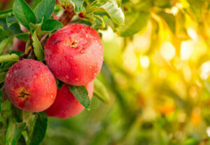 Some apples on a tree covered in dew.