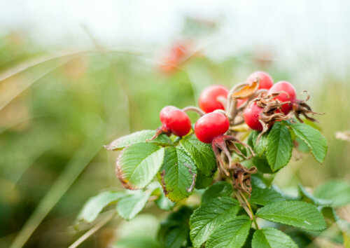 Rosehip plant.