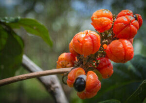 The guarana fruit on a branch.